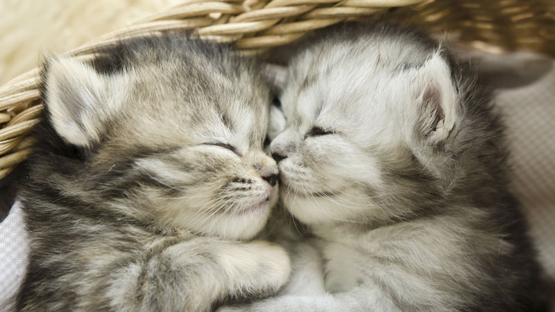 Dépistage du FIV et du FELV
